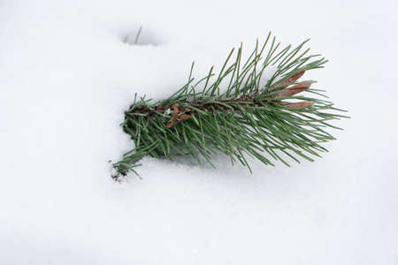 Green pine branch covered with a thick layer of snow.