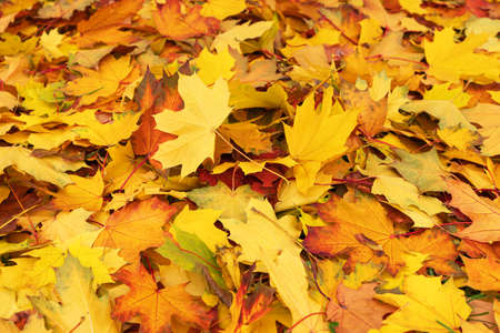 Multicolored maple leaves background. autumn mood.