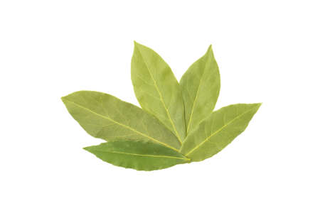 Dry bay leaf isolated on white background.の写真素材