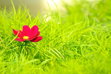 Red flower on green backgroundの写真素材