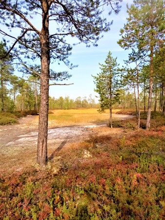 Siberian pine trees, golden grass and sunny blue skyの写真素材