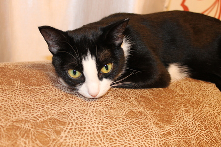 Black and white catの写真素材