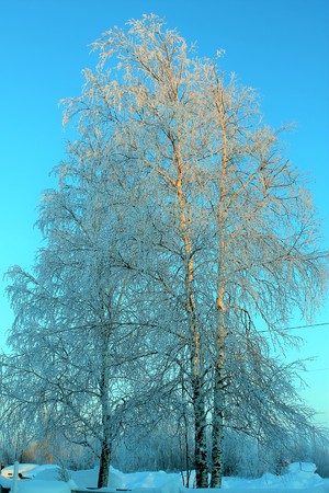 White birchesの写真素材