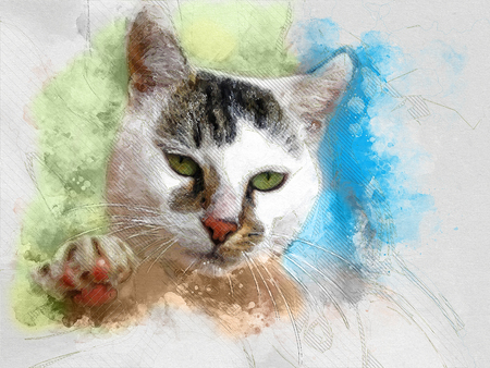Green eyed catの写真素材