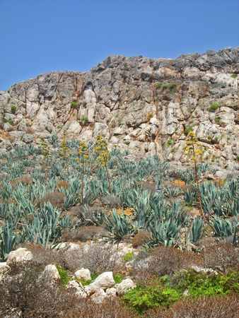 Cactuses on the cliffs by the mediterranean seaの写真素材