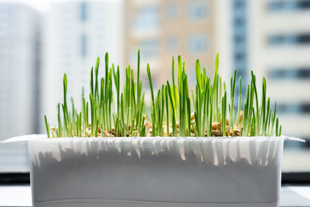 Sprouted wheat grass in a white pot on the background of the cityの写真素材