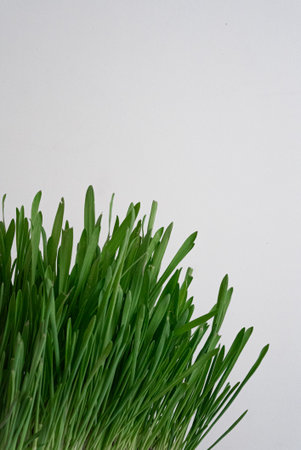 Green grass isolated on white background. Close up of fresh grass.