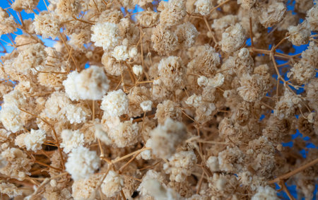 Decorative dried flowers on a soft light blue background. Minimalist botanical composition with...