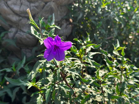 Beautiful purple flower growing among green leaves in natural daylight. Ideal for botanical or eco concepts.の写真素材