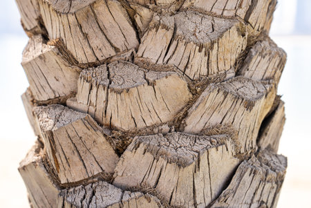 High-resolution macro of palm trunk showing detailed bark texture. Perfect for eco backgrounds,...