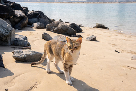 Stray cat walking confidently on a sunlit beach near rocks and turquoise sea. Symbol of freedom and harmony with nature.の写真素材