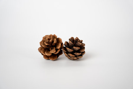 Single brown pine cone on light background. Great for eco design, nature texture, organic or seasonal compositions.の写真素材
