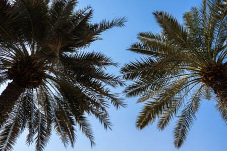 Beautiful tropical palms stretching to the sky in daylight. Perfect for travel, lifestyle, and relaxation visuals.の写真素材