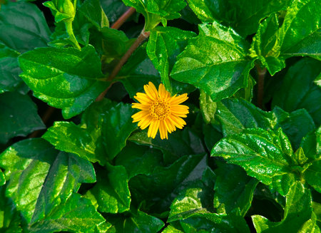 Cheerful yellow daisy-style flower surrounded by verdant leaves, bright floral accent suitable for health, happiness, or eco themes.の写真素材
