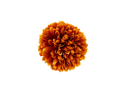 Top view of an orange chrysanthemum bloom on white background. Perfect for botanical art, nature posters, spa, and home decor concepts.の写真素材