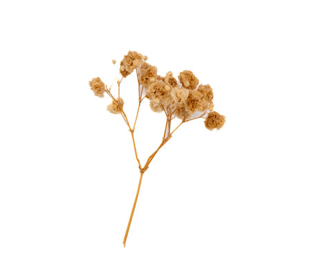 Minimalist composition of a dried wildflower stem on a white background. Natural organic aesthetic perfect for botanical prints, eco design, or interior decoration concepts.の写真素材