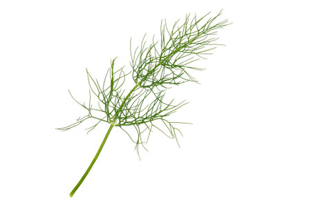 Fresh green dill sprig isolated on a white background. Clean food ingredient photo perfect for...