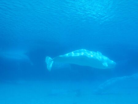 beluga whaleの写真素材