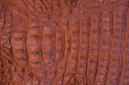 crocodile skin textureの写真素材
