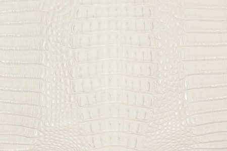crocodile skin texture backgroundの写真素材