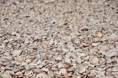 A lot of small shells on the beach