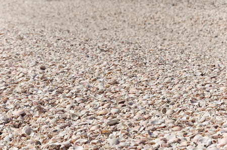 A lot of small shells on the beach