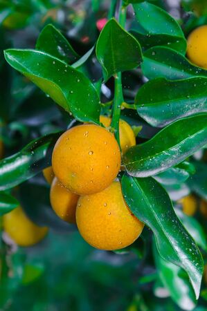 Kumquat tree with fruit and leavesの写真素材