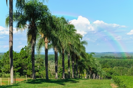 Green farmland with tropical palm trees on the background の写真素材