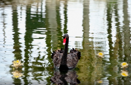 Black Swan on a lakeの写真素材
