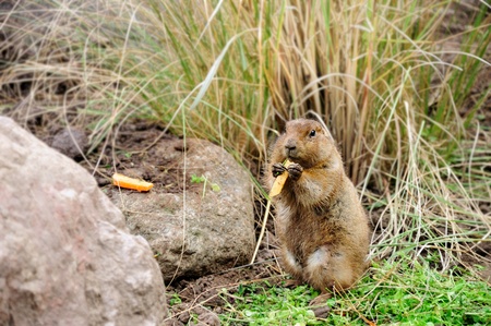 European ground squirreの写真素材