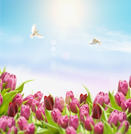 Beautiful spring flowers with blue sky doveの写真素材
