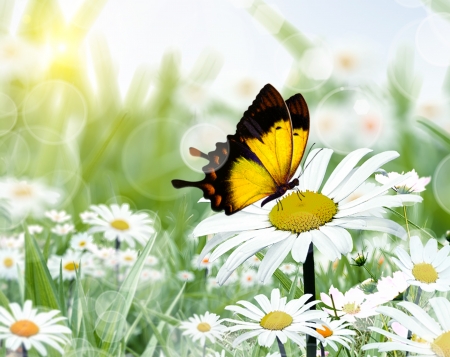 chamomiles and butterfly in the natureの写真素材