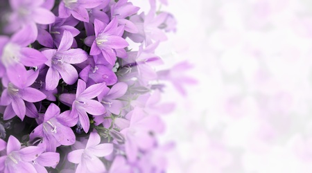purple flowersの写真素材