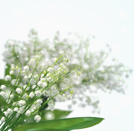 Beautiful Spring Flowersの写真素材