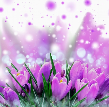 Beautiful Spring Flowersの写真素材