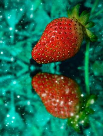Fresh strawberryの写真素材