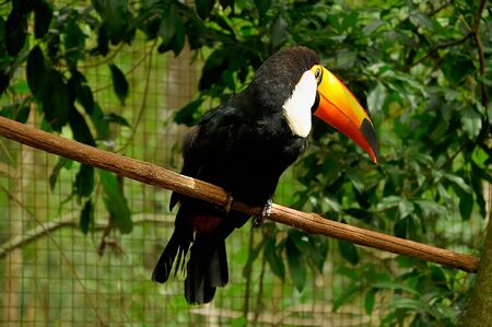 toucan