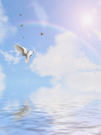 dove flying on sky backgroundの写真素材