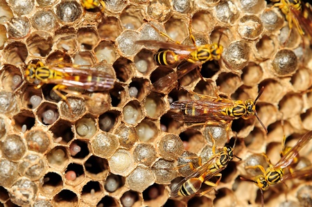 Bee with honeyの写真素材