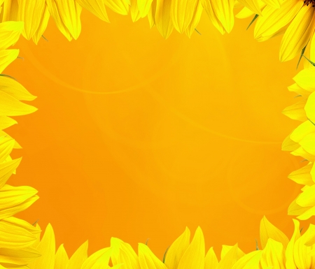 golden background sunflower petalsの写真素材