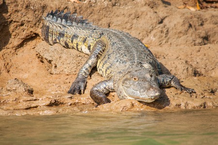 Big crocodile lying on the river Usumacinta bank between Mexico and Guatemalaの写真素材