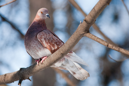 Brown pigeon sitting still on a tree branch in winter timeの写真素材