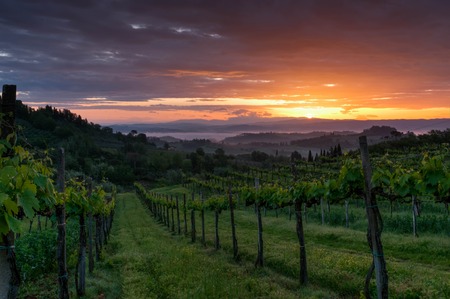 Vineyard landscape in Tuscany, Italy. Misty sunriseの写真素材