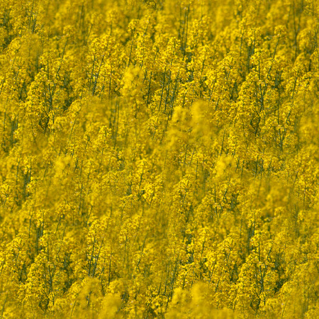 Natural yellow background texture. Spring rapeseed fieldの写真素材
