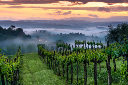 Vineyard landscape in Tuscany, Italy. Misty sunriseの写真素材
