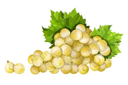 Ripe green grape. Green bunch with leaves vector illustrationのイラスト素材