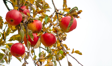 Autumn mood, sad and grey background and red wet bright applesの写真素材