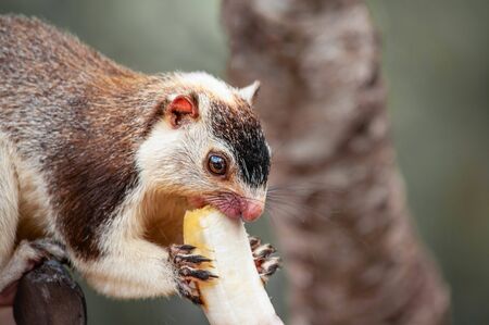 Grizzled giant squirrel Ratufa macroura eating banana on a tree close-upの写真素材