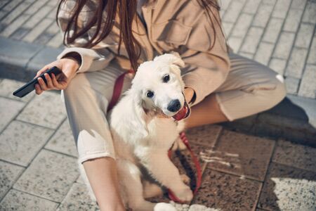 Cute white dog posing for the cameraの写真素材