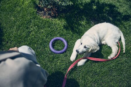 Obedient cute puppy at the outdoor training